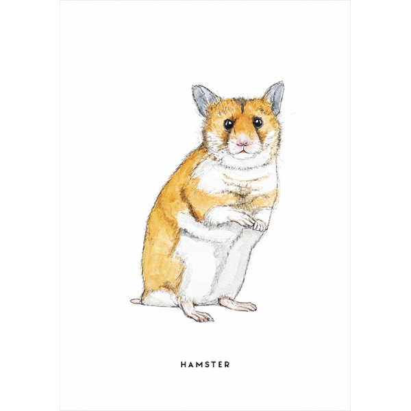 Ansichtkaart Hamster - 10 stuks
